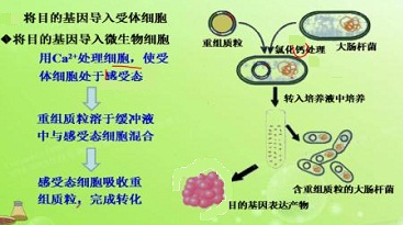 感受態(tài)細胞轉化圖